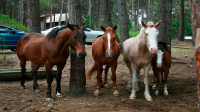 Bootstrap Image Preview